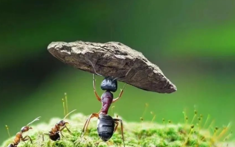 2024年最值得嘗試的10個網絡賺錢方法